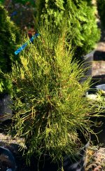 Platycladus Franky Boy