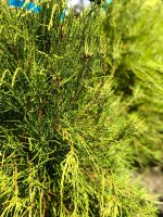 Platycladus Franky Boy - imagine 2