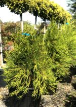 Platycladus Franky Boy - imagine 3