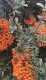Pyracantha ‘Orange Glow’ - imagine 2