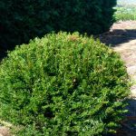 Taxus baccata ‘Ball’