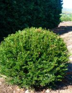 Taxus baccata ‘Ball’