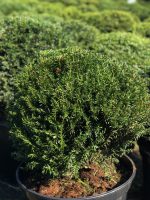 Taxus baccata ‘Ball’ - imagine 2