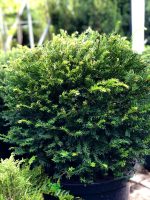 Taxus baccata ‘Ball’ - imagine 3