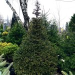 Taxus piramidal