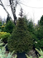 Taxus piramidal