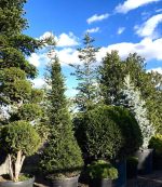 Taxus piramidal - imagine 2