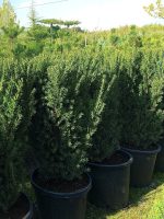 Taxus media ‘Hillii’ - imagine 4