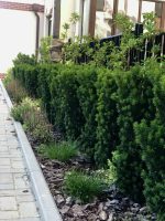 Taxus media ‘Hillii’