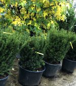 Taxus media ‘Hillii’ - imagine 3