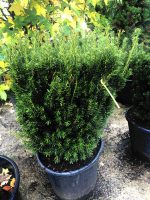 Taxus media ‘Hillii’ - imagine 2
