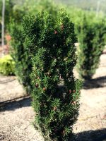 Taxus media ‘Hicksii’ - imagine 2