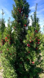 Taxus media ‘Hicksii’ - imagine 3