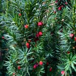 Taxus media ‘Hicksii’