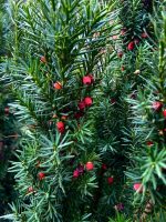 Taxus media ‘Hicksii’
