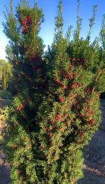 Taxus media ‘Hicksii’ - imagine 5