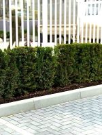 Taxus media ‘Hicksii’ - imagine 4