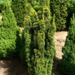 Taxus media ‘David’