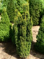 Taxus media ‘David’