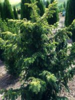 Taxus ‘Davastoniana’ - imagine 3