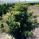 Taxus ‘Davastoniana’