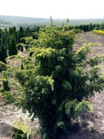 Taxus ‘Davastoniana’