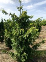 Taxus ‘Davastoniana’ - imagine 2