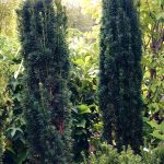 Taxus Fastigiata Robusta