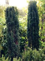 Taxus Fastigiata Robusta