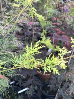 Acer ‘Emerald Lace’ - imagine 3