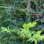 Acer ‘Emerald Lace’