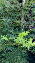 Acer ‘Emerald Lace’