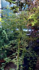 Acer ‘Emerald Lace’ - imagine 2