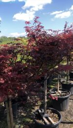 Acer  ‘Skeeter’s Broom’ - imagine 4