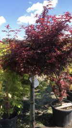 Acer  ‘Skeeter’s Broom’