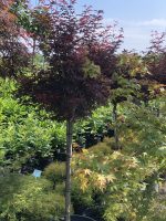 Acer  ‘Skeeter’s Broom’ - imagine 3