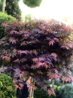 Acer  ‘Skeeter’s Broom’ - imagine 2