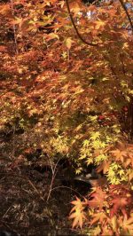 Acer ‘Sango-kaku’ - imagine 3