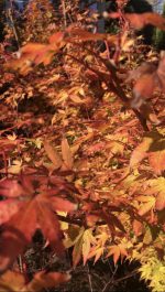 Acer ‘Sango-kaku’ - imagine 5