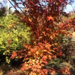 Acer ‘Sango-kaku’