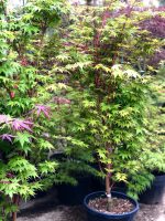 Acer ‘Sango-kaku’ - imagine 4