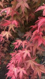 Acer ‘Deshojo’ - imagine 2