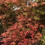 Acer ‘Deshojo’