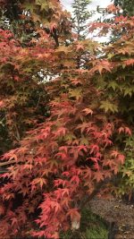Acer ‘Deshojo’