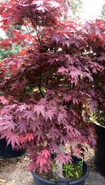 Acer ‘Fire Glow’ - imagine 2