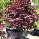 Acer ‘Fire Glow’