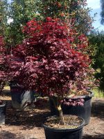 Acer ‘Fire Glow’ - imagine 3