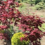 Acer  ‘Bloodgood’
