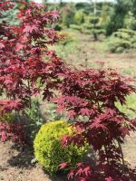 Acer  ‘Bloodgood’