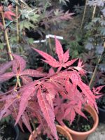 Acer  ‘Bloodgood’ - imagine 3